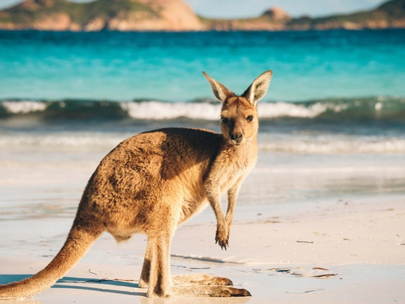 Kangaroo Island Top 12 honeymoon places in australia today