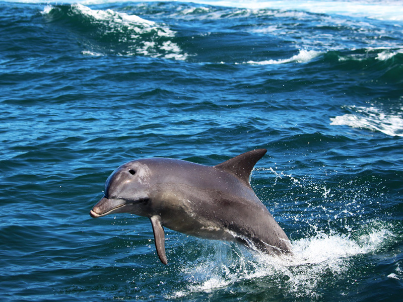 swim with dolphins rockingham bay
