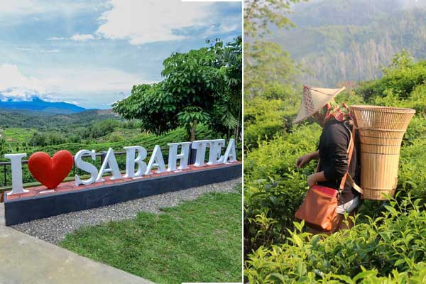 Sabah tea plantation 10 places to visit in Sabah Malaysia